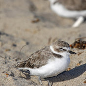Snowy Plover
